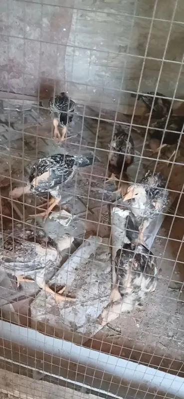 Parodniy jujalar sotiladi 100ming keliwiladi 2 Parodniy jujalar sotiladi 100ming keliwiladi 2