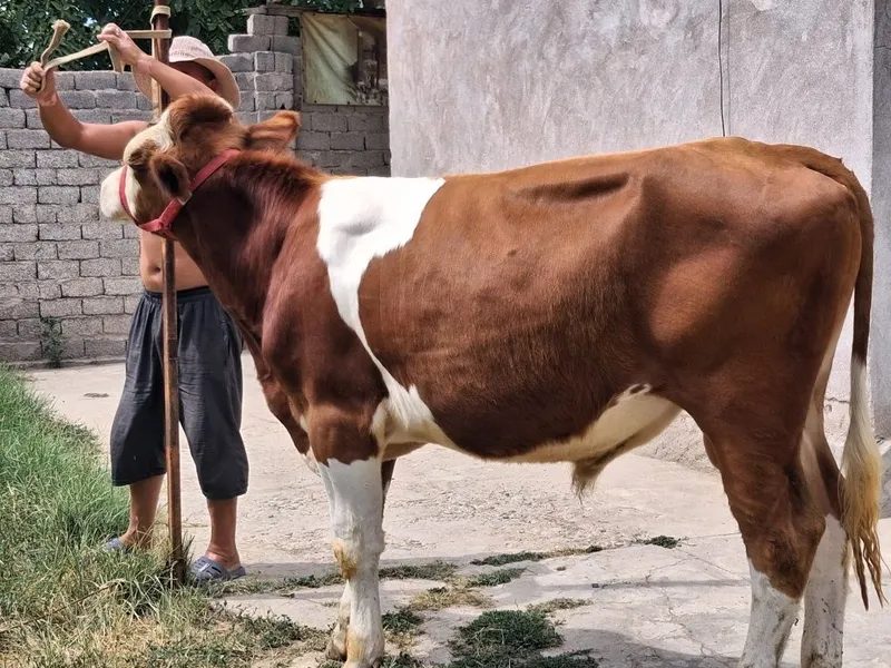 Buqa Simmental . 1
