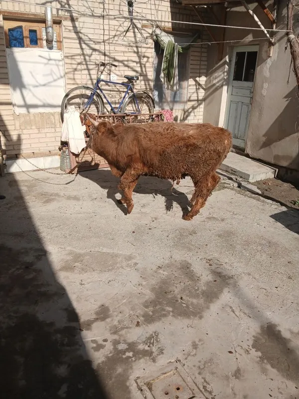 Buqacha sotiladi yeyishi yaxshi kamchiligi yoq 100% — фото 4