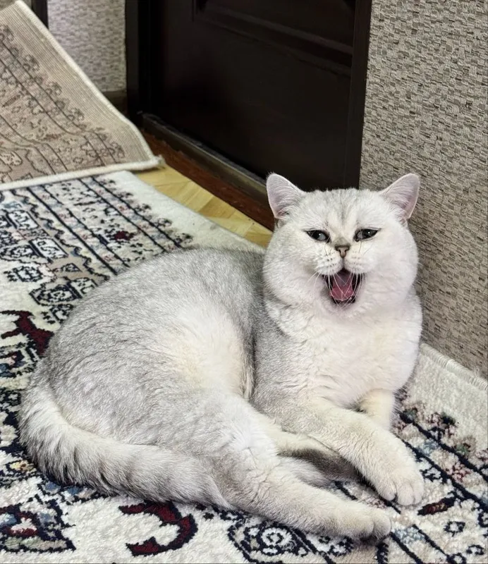 Вязка кот. Опытный кот. Приглошаем кошек 3 Вязка кот. Опытный кот. Приглошаем кошек 3