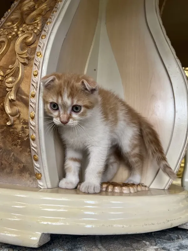 Котята скотиш фолд