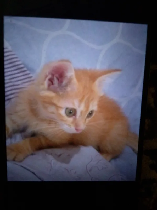 котята 1