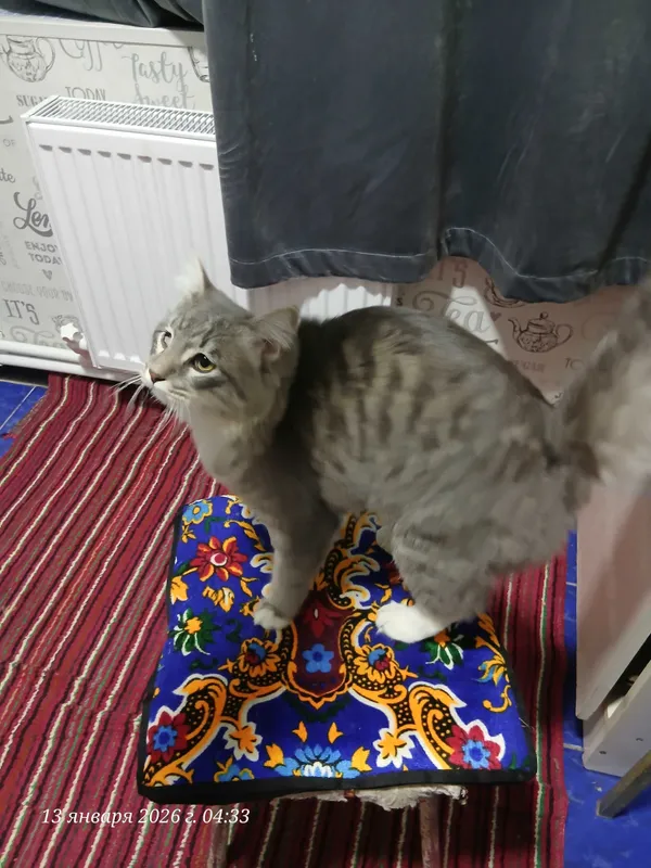 Кот Кеша на вязку 3 Кот Кеша на вязку 3