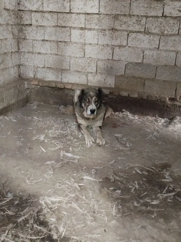 Продаётся большая сука алабая 3