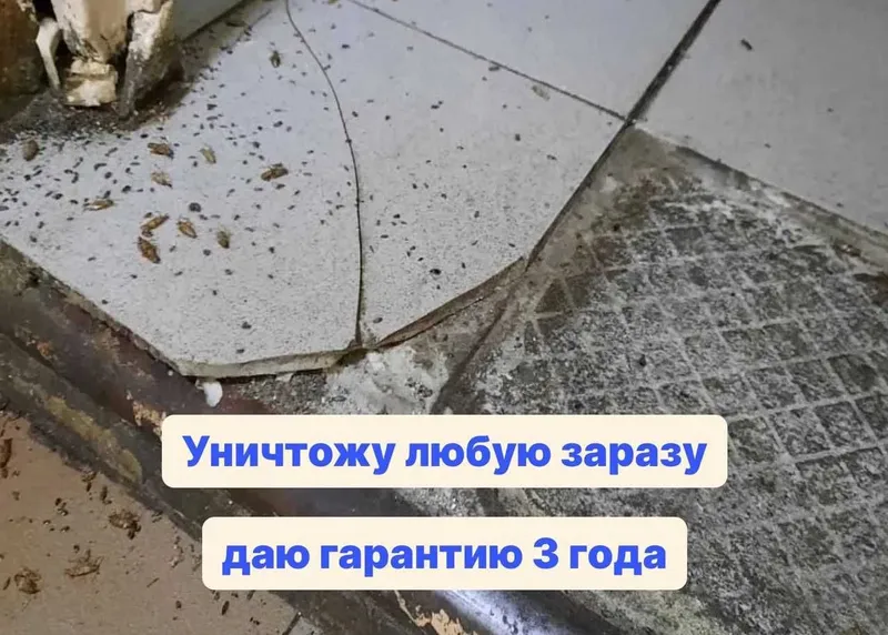 Dezinfeksiya xizmati Дезинфекция Уничтожение тараканов клоп крыс мышей — фото 1