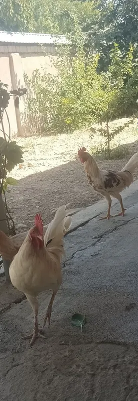 Xoroz adler sotiladi Xoroz adler sotiladi