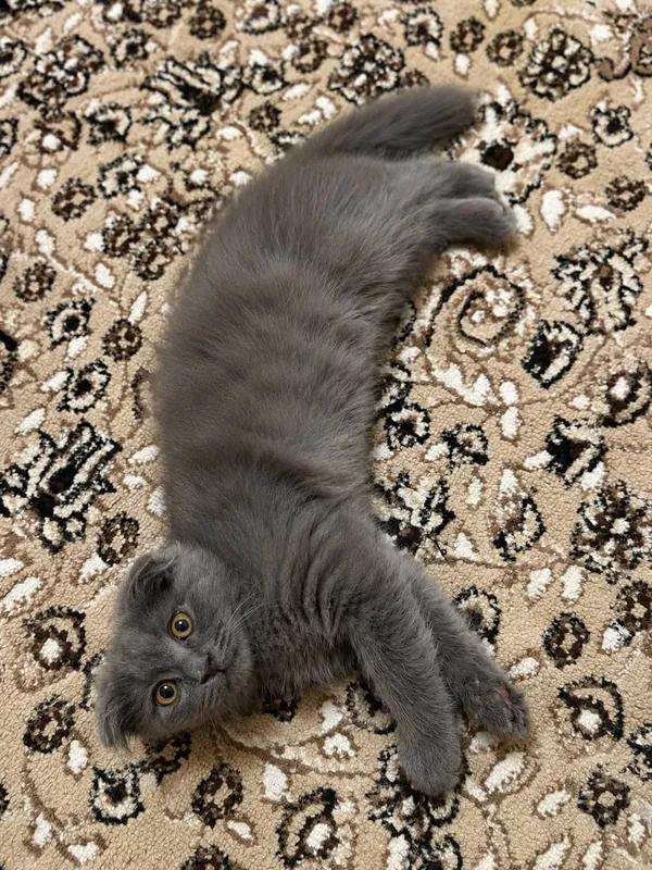 Scottish Fold mushigi 500 ming