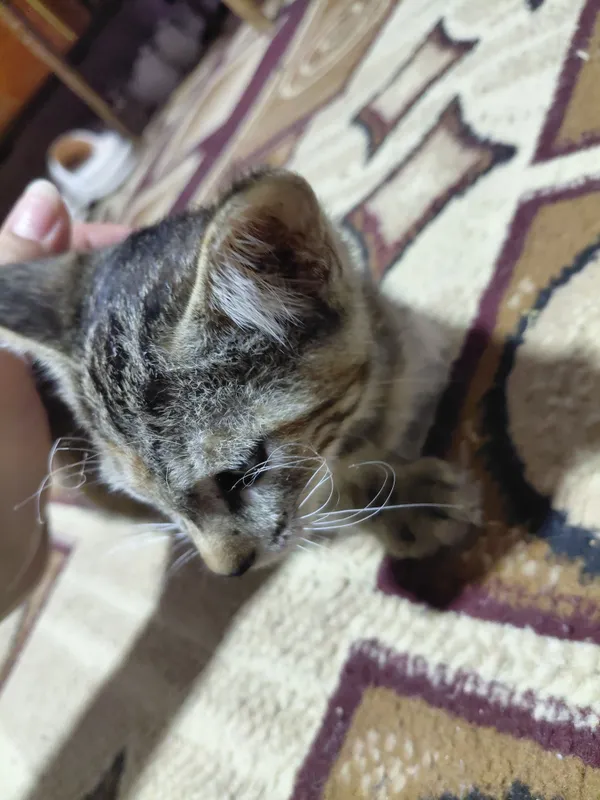 Кошка, маленькая 1.5 недели 2