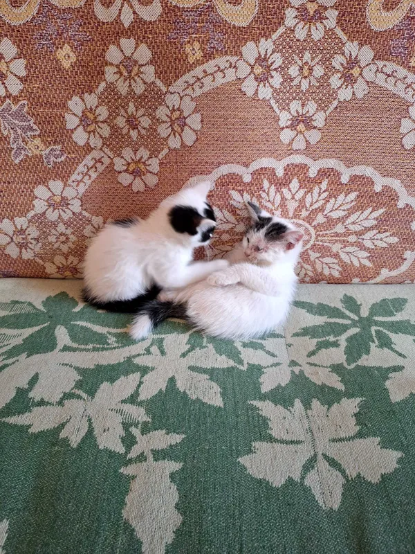 Отдам котят даром в добрые руки.Фергана. — фото 2