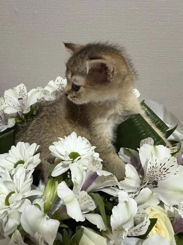 Продаются котята Золотые шиншиллы!!!
