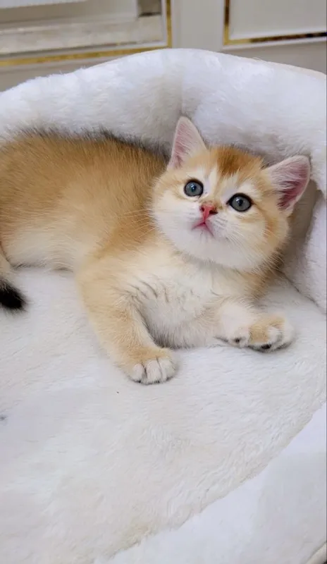 Скотиш фолд 2ойли — фото 1