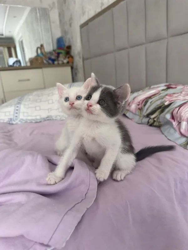 Отдаются котята в добрые руки 3