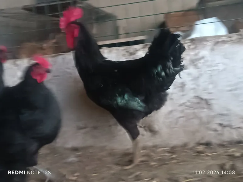 Qora shaxzoda gigant tuxum jo'jalariga zakaz olamiz — фото 2