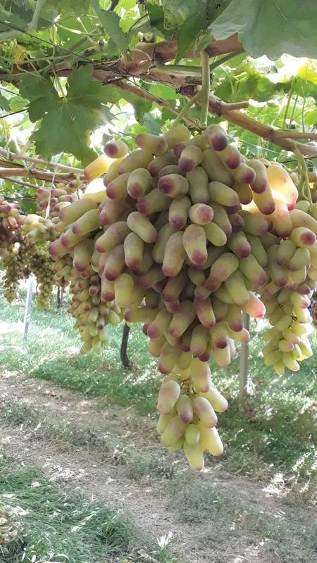 Uzum koʻchatlari bor xar xil sortidan 5 Uzum koʻchatlari bor xar xil sortidan 5