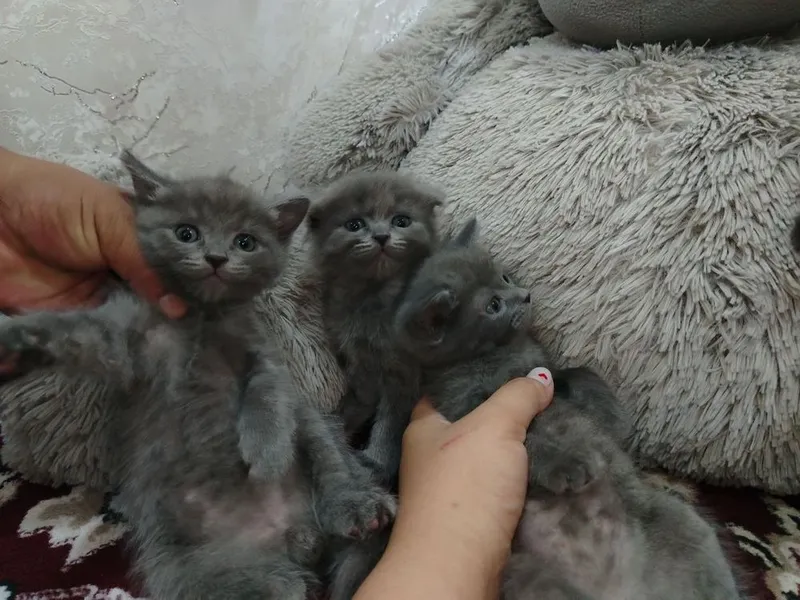 Котята Продаються 1