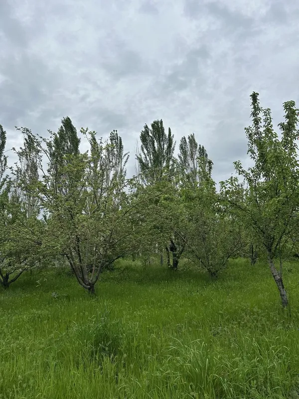 Uchaska Sotiladi Parkent Kumushkon 24 sotix 12 sotixdan kadarsti bor — фото 1