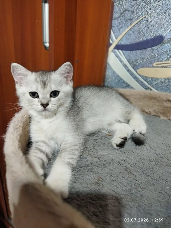 продаются шотландские котята серебряная шиншилла 5