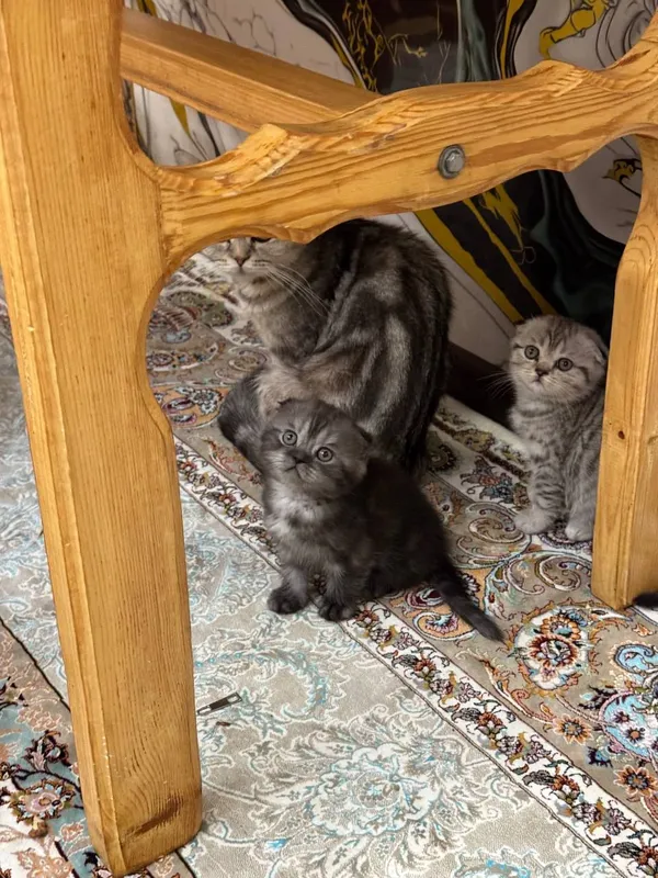 Продаётся породистый котёнок, скоттиш-фолд, 1 200 000 сум 2 Продаётся породистый котёнок, скоттиш-фолд, 1 200 000 сум 2