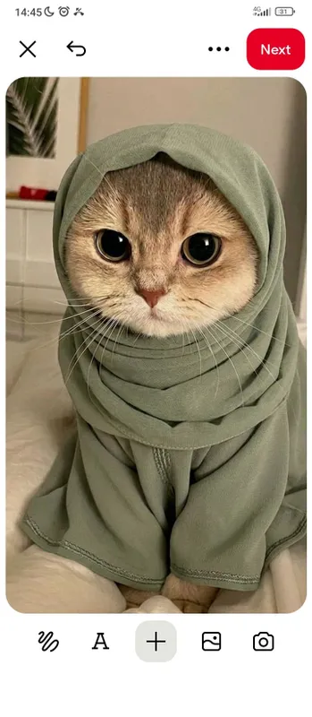 mushuk