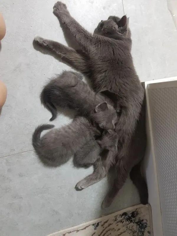Кошка и ее котята продаются. — фото 4