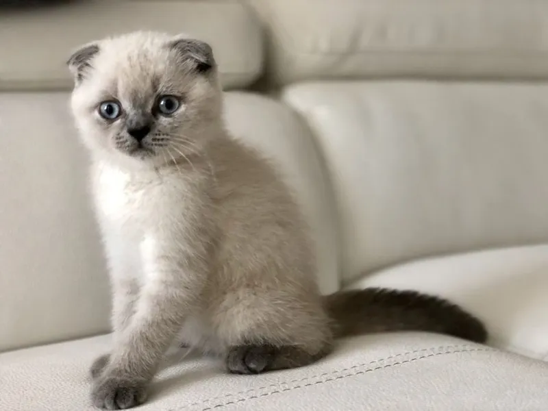 Продается котенок! — фото 1