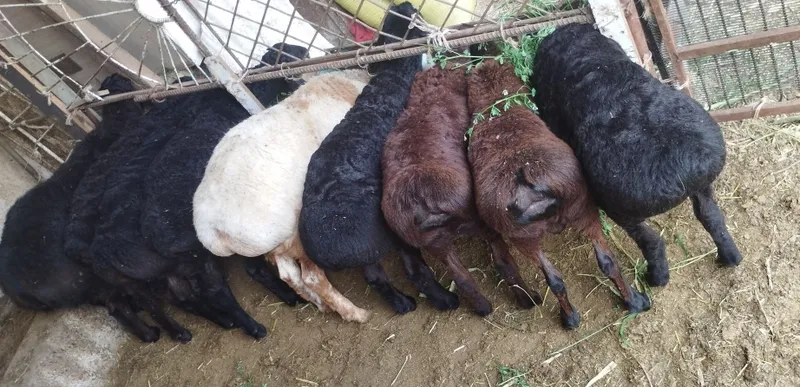 Xisori quchqorlar sotiladi soni 9 ta tozasidan