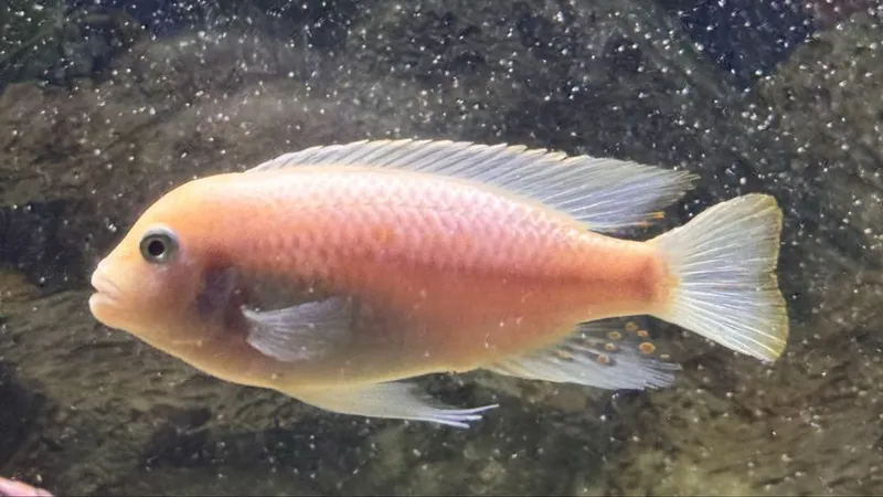 Afrika cichlid baliqlar 10sm dan kotta samets — фото 1