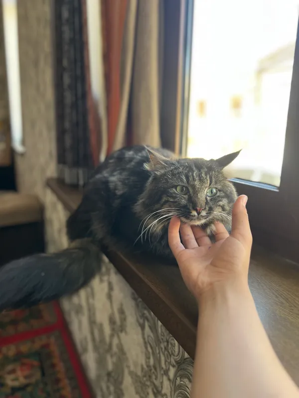 Main coon 3 Main coon 3