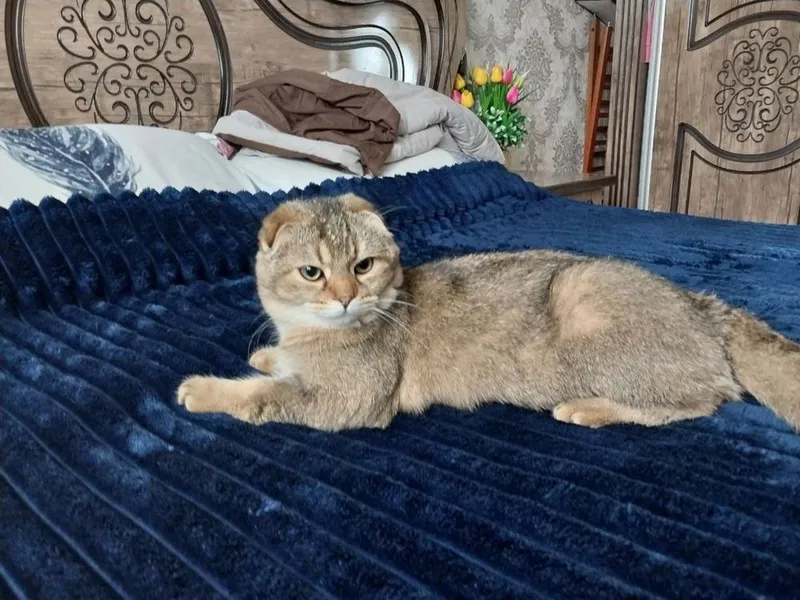 Скотиш фолд кот 1 год 4 Скотиш фолд кот 1 год 4