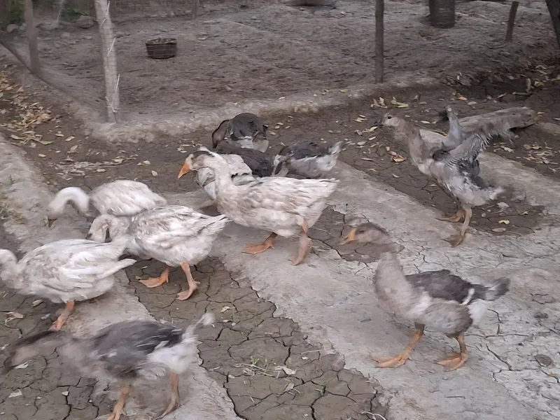 G'ozlar sotiladi 2 G'ozlar sotiladi 2