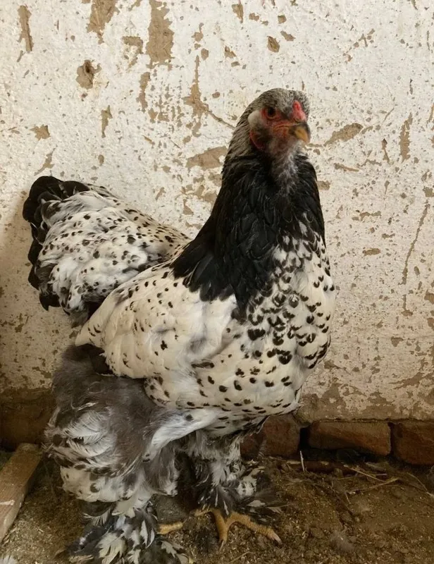 Brama tuxum va jõjalari sotiladi — фото 2