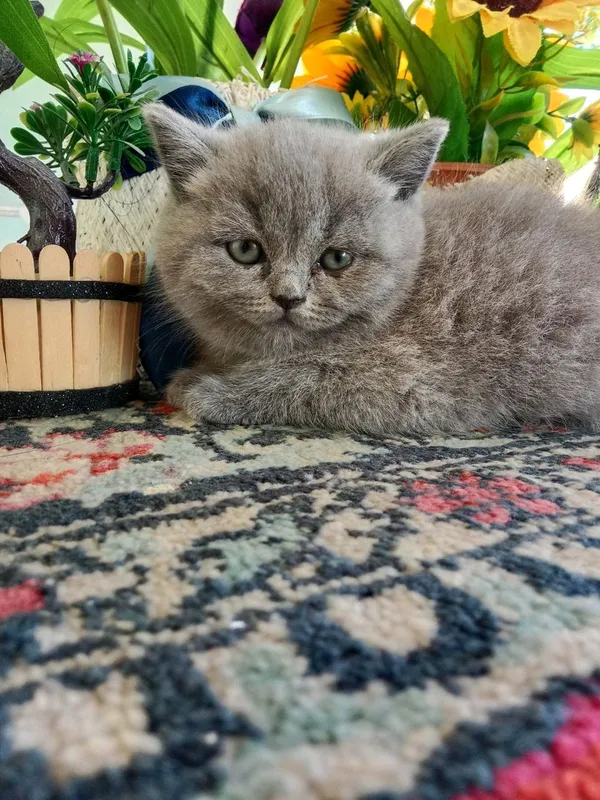 котята на продаже, умные, игривые, знают лоток 6