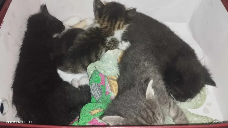 котята маленькие 3 котята маленькие 3