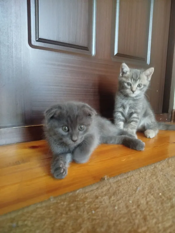 Котята, Scottish fold/straight, Скоттиш фолд страйт 3 Котята, Scottish fold/straight, Скоттиш фолд страйт 3
