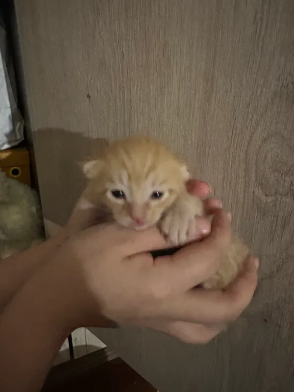 Mushukchalar 1 Mushukchalar 1
