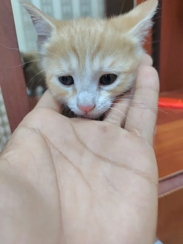 Хорошие котята.. — фото 2