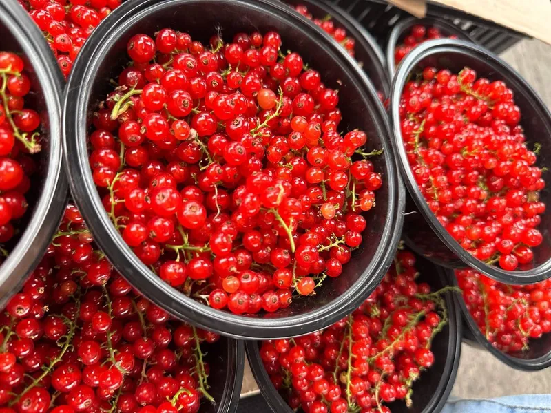 Malina bor | Smarodina Optom