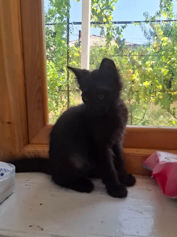 Милые домашние котята (бесплатно) 7 Милые домашние котята (бесплатно) 7
