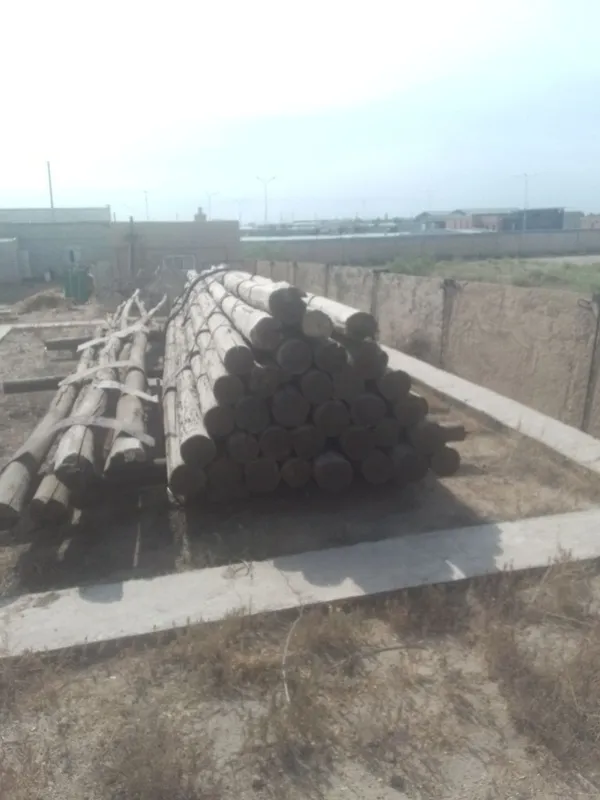 Агаш карагаш российский таза хам АК Терек. Таза . Шыккан емес.