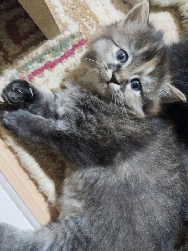 Котята домашние чистые без блох 2
