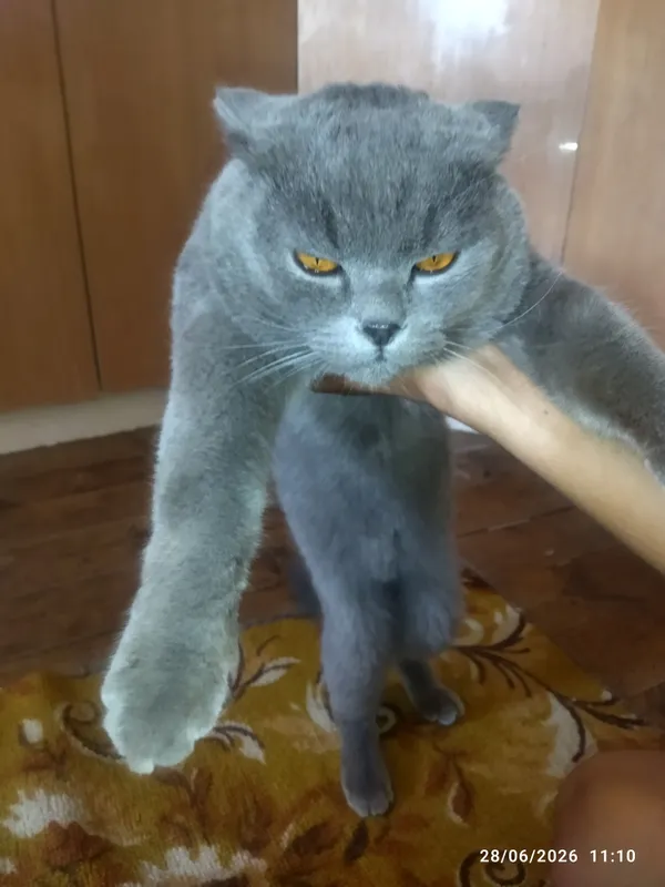 soğlom 2 soğlom 2