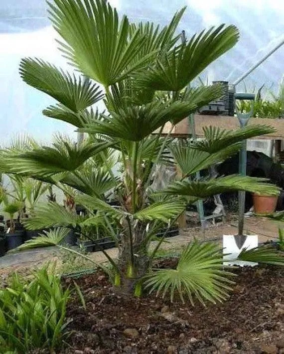 Palma traxkarpis
