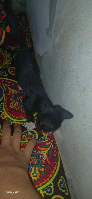 Котёнок бесплатно 1 Котёнок бесплатно 1