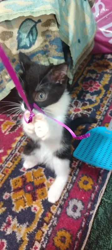 Продаётся котёнок девочка 5