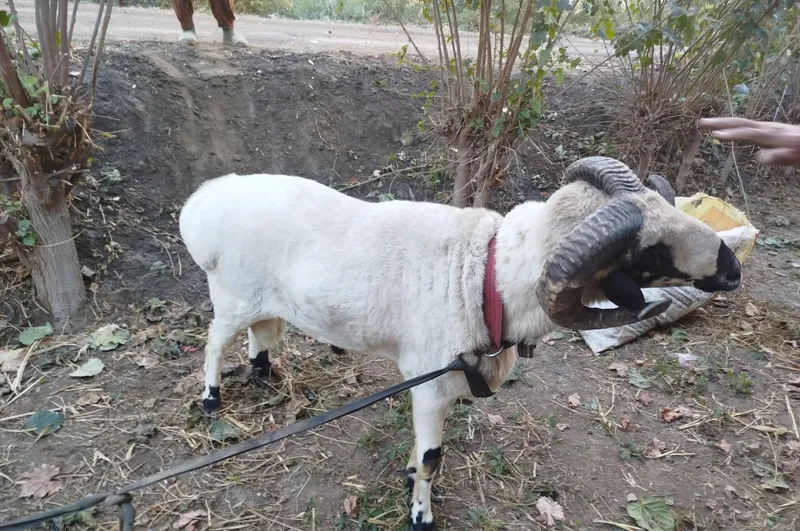Qoʻchqor sotiladi 2 yoshar narxini kelishamiz 2 Qoʻchqor sotiladi 2 yoshar narxini kelishamiz 2