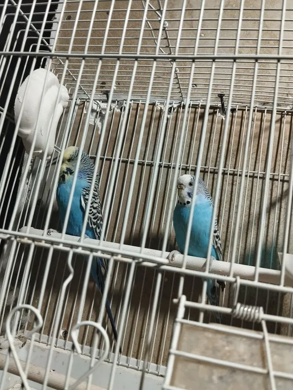 Chehski toti sotiladi 2 Chehski toti sotiladi 2
