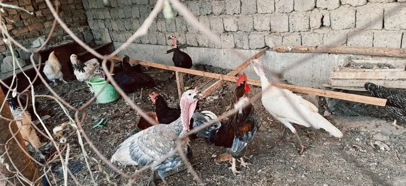 Uy tovuq xurozlar brama qora shaxzoda induklar 1 Uy tovuq xurozlar brama qora shaxzoda induklar 1