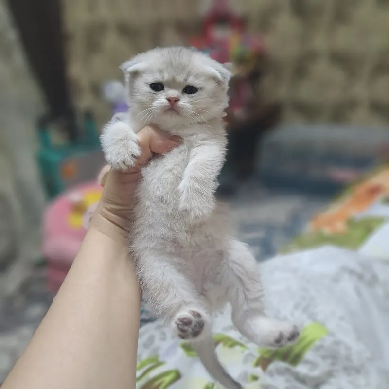 Котёнок от правильной вязки 1
