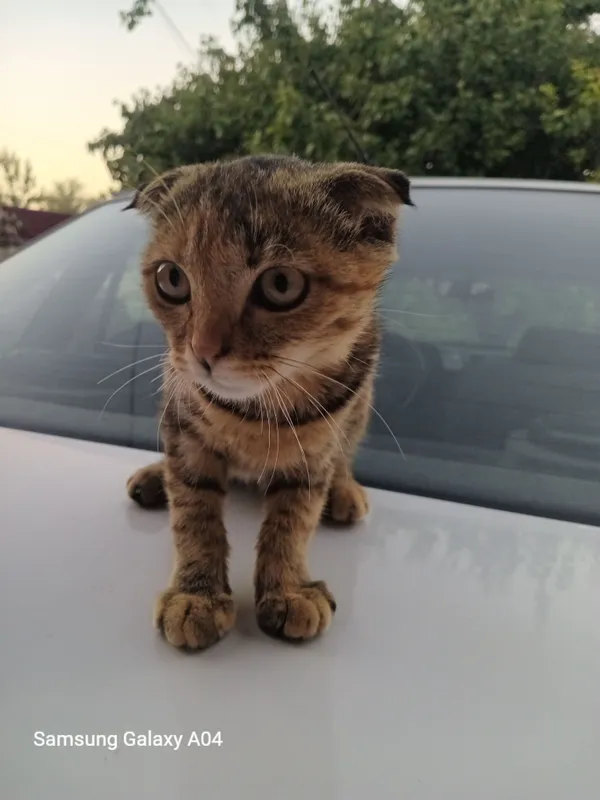 котёнок Scottish Fold, девочка, 3,5 месяца 3 котёнок Scottish Fold, девочка, 3,5 месяца 3