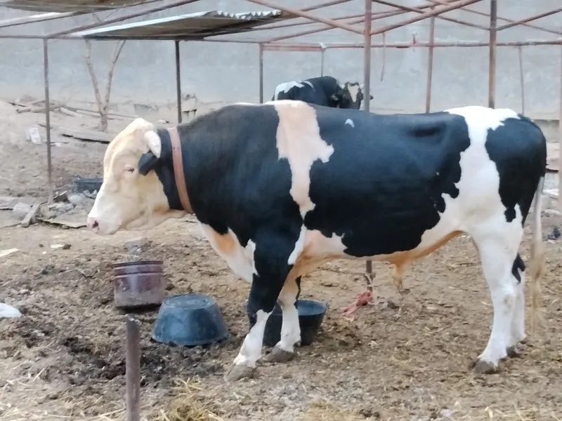 Buqalar sotiladi